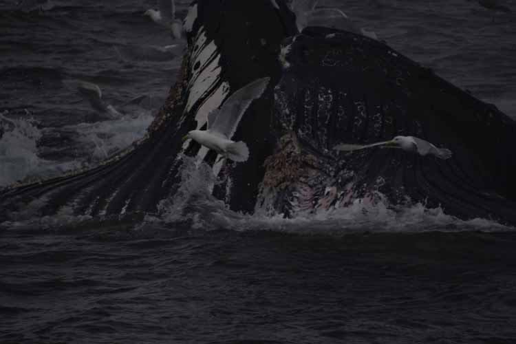 whale pod
